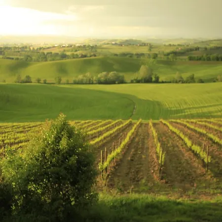 Gospodarstwo agroturystyczne Wine Colsereno *