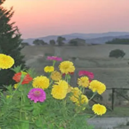 Wine Colsereno * Montalcino