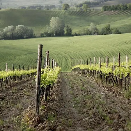 Gospodarstwo agroturystyczne Wine Colsereno *